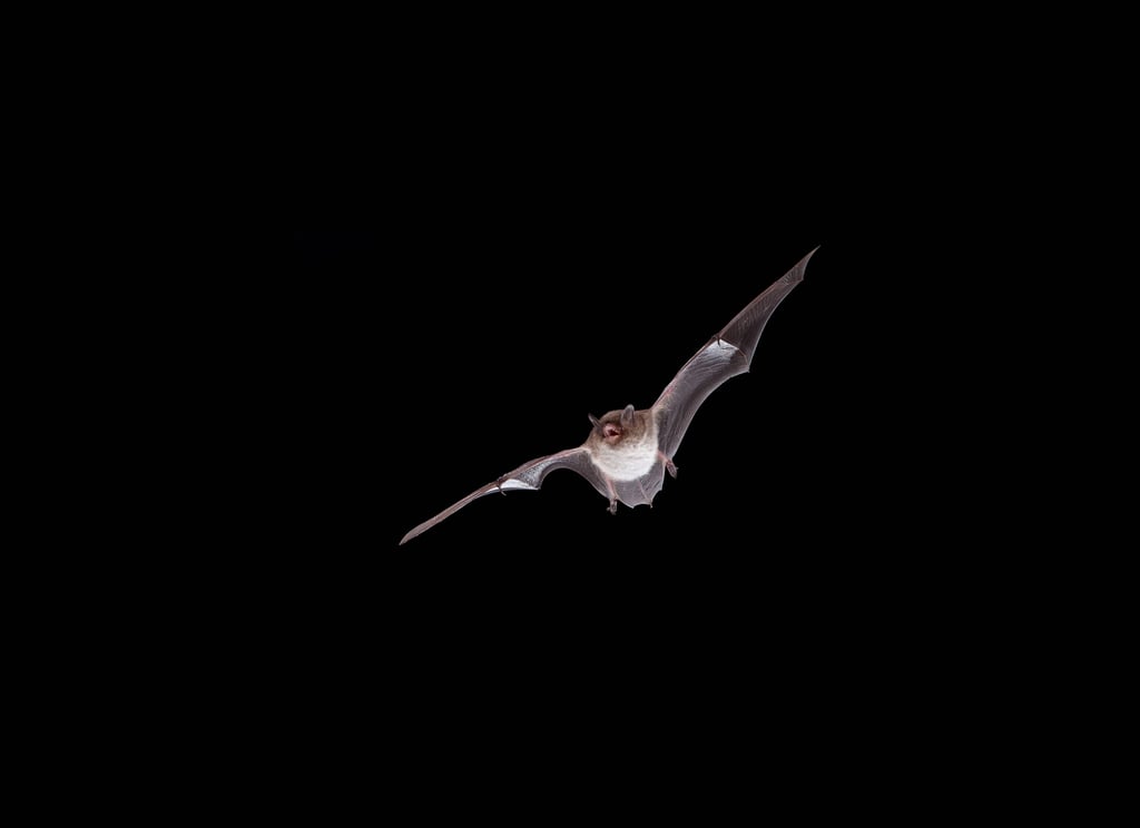 Wasserfledermaus können an Tollwut erkranken. Bei anderen Arten gibt es bisher teils keine registrierten Fälle