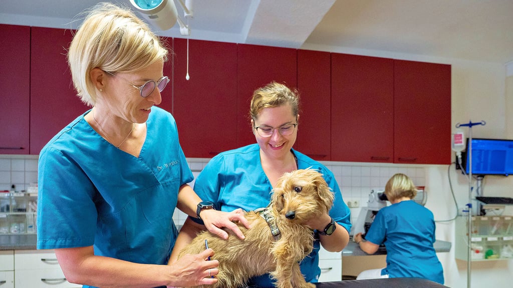 Tierärztin Dr. Anne-Kathrin Witzlack (l.) und die Tiermedizinische Fachangestellte Maria Busse untersuchen Rauhaardackel Anton auf Zecken.