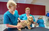 Tierärztin Dr. Anne-Kathrin Witzlack (l.) und die Tiermedizinische Fachangestellte Maria Busse untersuchen Rauhaardackel Anton auf Zecken. 
