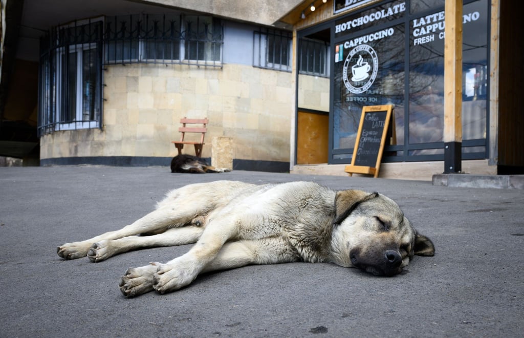 Straßenhunde sind oft gar nicht so unglücklich und allein, wie viele hierzulande meinen. (Archivbild)