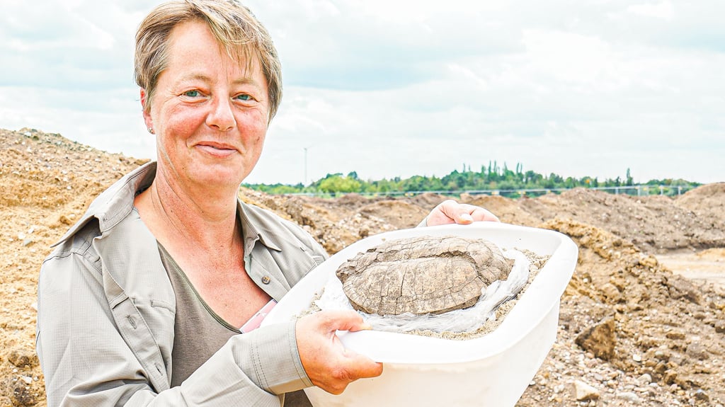 Grabungen auf künftiger Stadionfläche in Wolmirstedt: Grabungsleiterin Juliane Huthmann zeigt den gut 3000 Jahre alten Panzer einer Sumpfschildkröte. Der Fund gleicht einer Sensation.