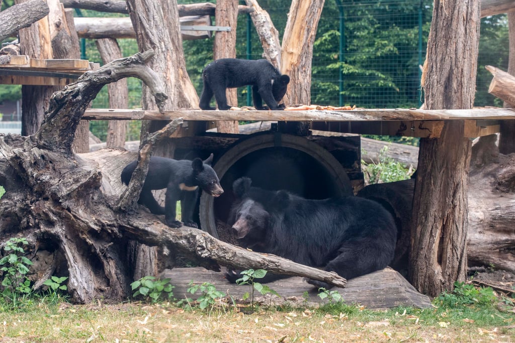 Sie sind die Stars im Dessauer Tierpark: Heinrich und Henriette, die beiden jungen Kragenbären, sind von den Besuchern im Außengehege zu entdecken.