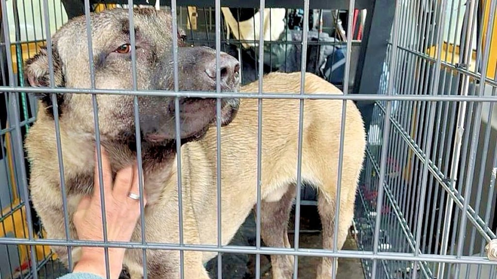 Der in Drübeck eingefangene Hütehund in seiner Transportbox.