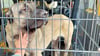 Der in Drübeck eingefangene Hütehund in seiner Transportbox.
