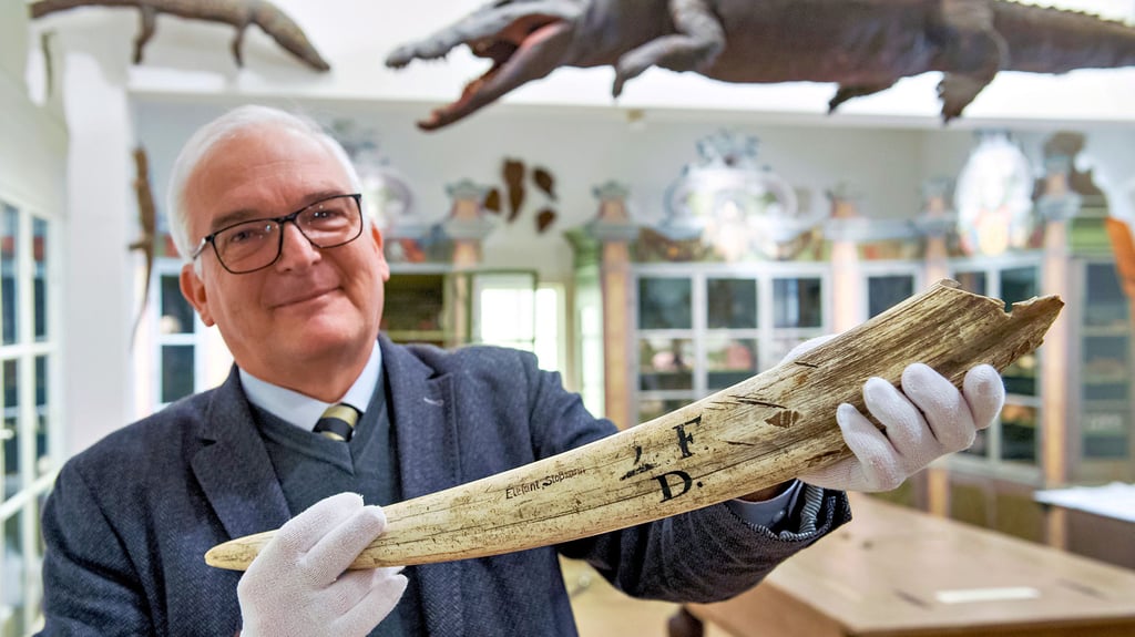 Thomas Müller-Bahlke, Direktor der Franckeschen Stiftungen, in der Kunst- und Naturalienkammer seines Hauses mit einem wiederentdeckten, mehr als 300 Jahre alten Flusspferdzahn.