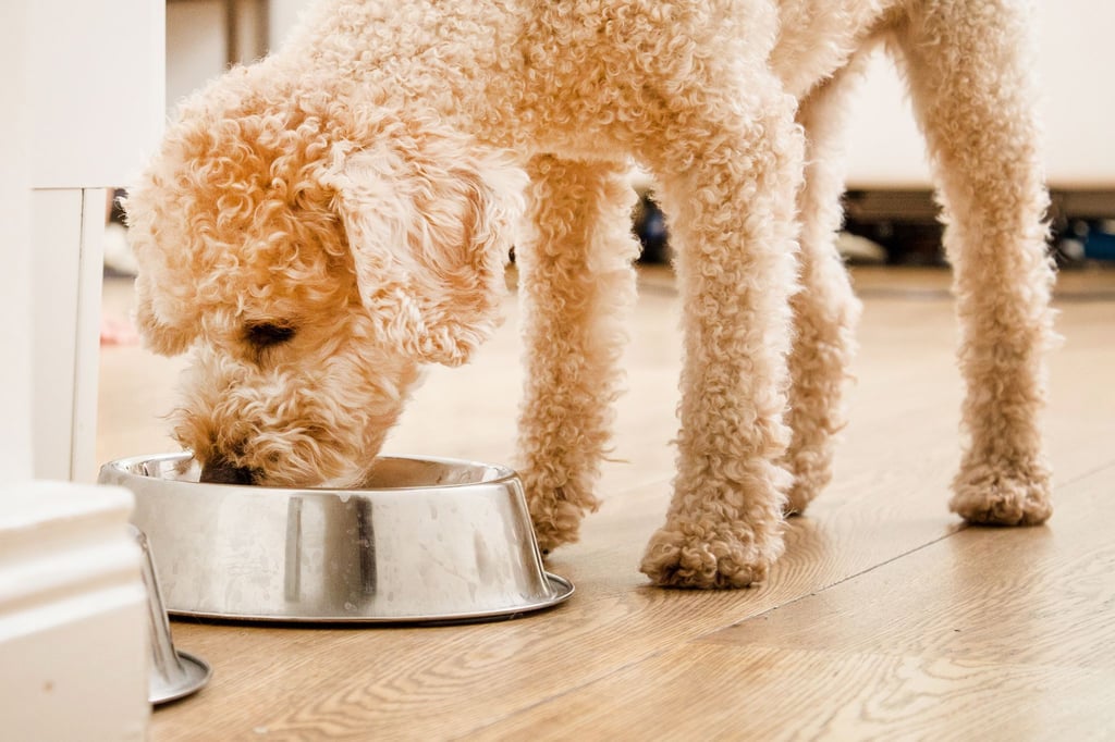 Die Stiftung Warentest hat 24 Trockenfutter für Hunde getestet.
