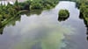 Der Stadtsee in Stendal hat sich in eine stinkende, tödliche Brühe verwandelt. In dem Gewässer haben sich für Fische giftige Schwefelwasserstoffwolken gebildet. Die Rettung könnte eine Pflanze sein, die auch „Wasserpest“ genannt wird.