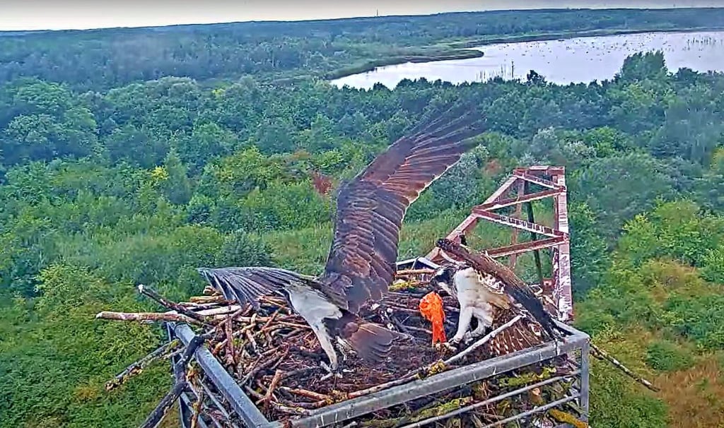Und auf den Tisch kommt frischer Fisch – so wie fast immer. Der verbliebene Nachwuchs im Goitzsche-Wildnis-Horst wird gut gefüttert.