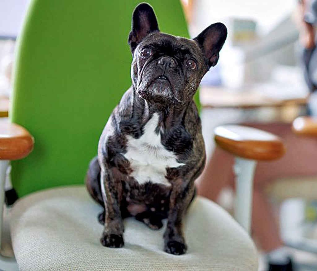 Französische Bulldoggen erfreuen sich großer Beliebtheit.