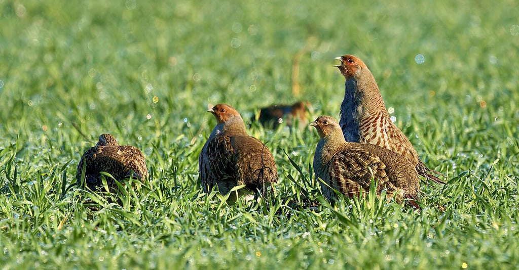 In diesem Frühjahr standen in der Zerbster Region neu angelegte Blühflächen für die Rebhühner zur Verfügung.
