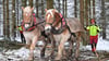 In diesem Winter waren Rückepferde im Thüringer Wald noch bei Forstarbeiten im Einsatz.