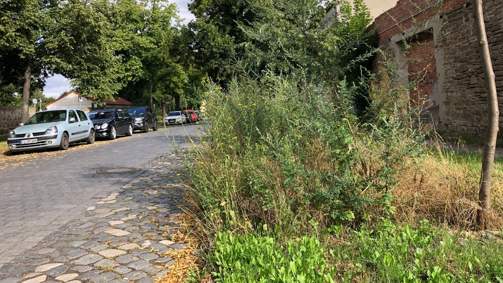 Direkt an der Straße wuchert das Unkraut in der Mathildenstraße in Quedlinburg immer noch meterhoch.