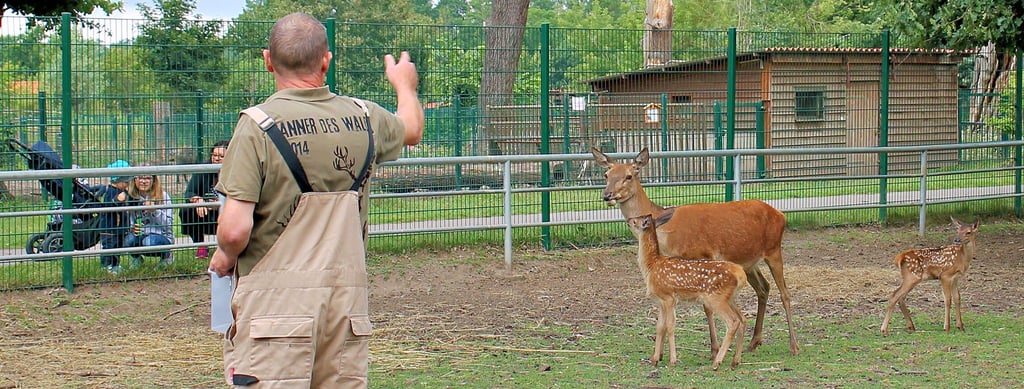 Das frühere Rotwildgehege im inzwischen geschlossenen Wildpark Weißewarte zu Zeiten des Betreibervereins: Wird mit neuen Ideen wieder Leben einziehen in das seit 2023 leer stehende Gelände?