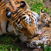 Wie niedlich! Gleich vier Tigerbabys stolpern jetzt durchs Freigehe im Zoo Magdeburg! Tigermutter «Stormi» bleibt ganz entspannt und sorgt dafür, dass ihr Nachwuchs "gewaschen" ist. Für Besucher lohnt sich der Ausflug gleich doppelt, denn der Zoo feiert gerade sein 75-jähriges Jubiläum.