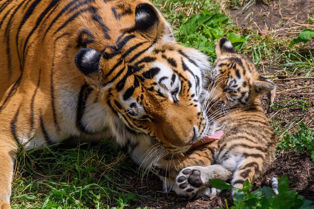 Wie niedlich! Gleich vier Tigerbabys stolpern jetzt durchs Freigehe im Zoo Magdeburg! Tigermutter «Stormi» bleibt ganz entspannt und sorgt dafür, dass ihr Nachwuchs "gewaschen" ist. Für Besucher lohnt sich der Ausflug gleich doppelt, denn der Zoo feiert gerade sein 75-jähriges Jubiläum.