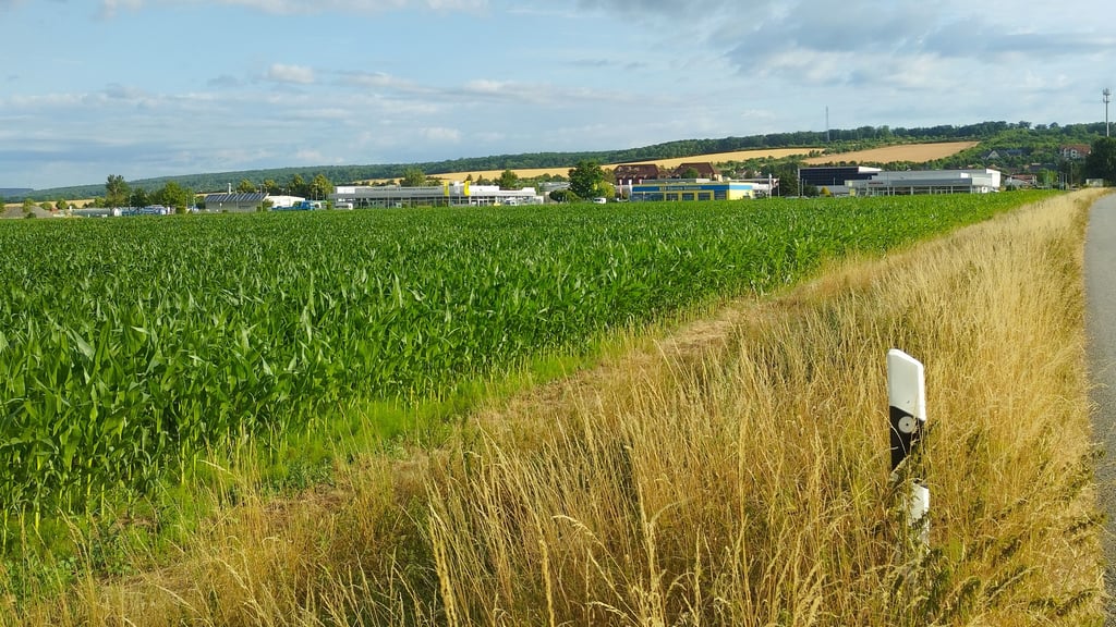 So sieht es auf dem Gewerbegebiet im Eisleber Ortsteil derzeit aus: Derzeit wächst Mais, wo später einmal Investitionen getätigt werden sollen.