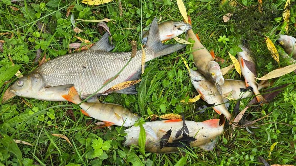 Der Anglerverein Stendal hat am Freitag, 25. Juli, circa 500 tote Fische aus dem Stadtsee geholt.
