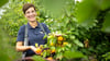 Die Obstbauer in Deutschland spüren den Klimawandel und züchten mehr und mehr südländische Früchte.