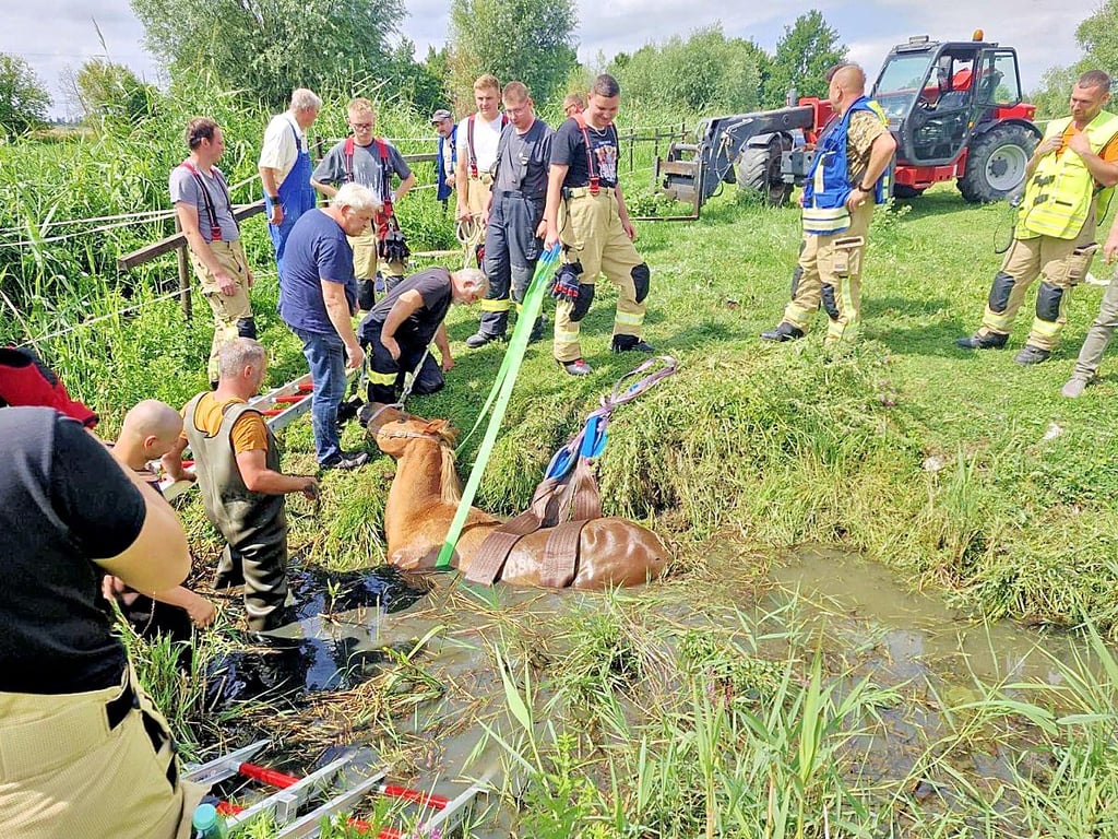 Nachdem ein Pferd in Altenburg in einen Teich gerutscht war, mussten Feuerwehren es befreien.
