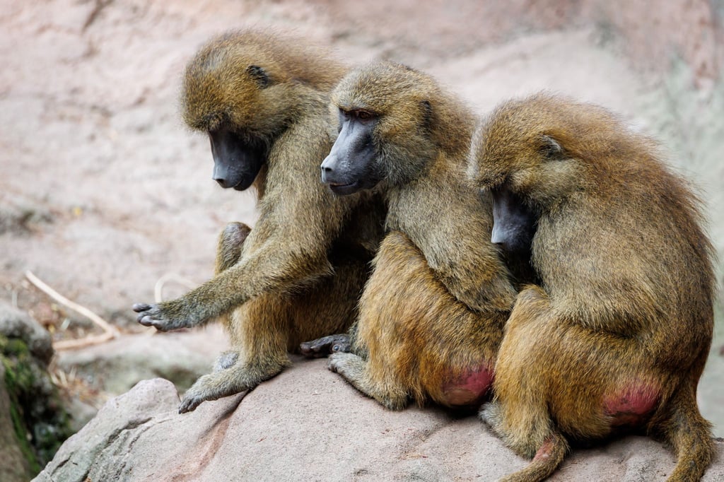 Die Gruppe der Guinea-Paviane ist auf 45 Tiere angewachsen und damit zu groß für das Gehege.