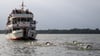 402 Meter weit in 15 Minuten haben fünf Schwimmer das Schiff gezogen - ein neuer Weltrekord.