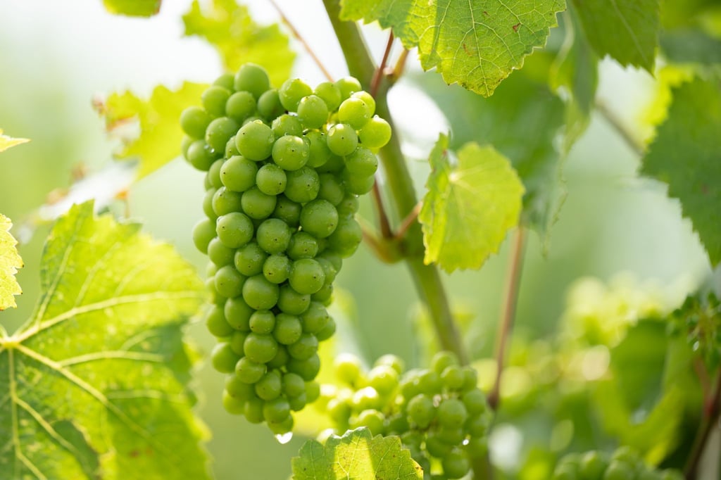 Bisher schauen die Winzer optimistisch auf das Weinjahr. (Archivbild)