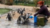 Annett Schwab füttert die Brillenpinguine im Zoo Magdeburg. Am Beispiel der Vögel wird zum Aktionstag auf die Verschmutzung der Meere aufmerksam gemacht.