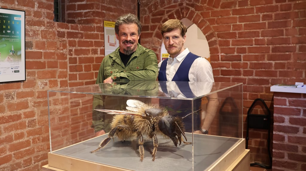 Florian Lauer (links) und Peter Weißhuhn von der Naturschutzorganisation WWF sehen sich in Havelberg die Sonderschau an. Im Prignitz-Museum ist das riesige Modell der „Roten Mauerbiene“ ausgestellt.
