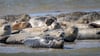 Seehunde brauchen etwa für die Aufzucht ihrer Jungtiere viel Ruhe und sollten nicht gestört werden. (Archivbild)