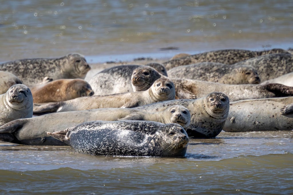 Seehunde brauchen etwa für die Aufzucht ihrer Jungtiere viel Ruhe und sollten nicht gestört werden. (Archivbild)