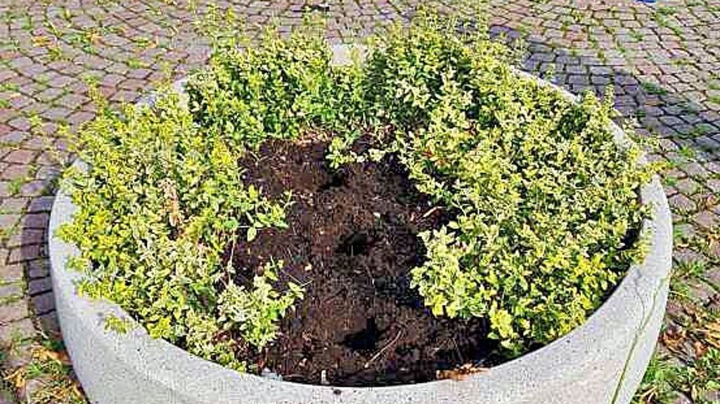 Aus der Blumenschale wurden drei frisch eingesetzte Lavendelpflanzen nachts gestohlen.
