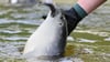 Im Sommer werden mehrere Tonnen Fisch pro Woche verfüttert.