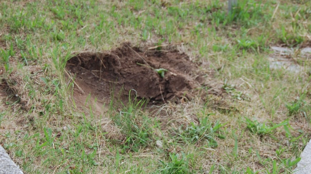 Der Lützener Bauhof hat Steine von Grünflächen entfernt. Mittlerweile wurden die entstandenen Löcher mit Erde verfüllt und Gras angesät.