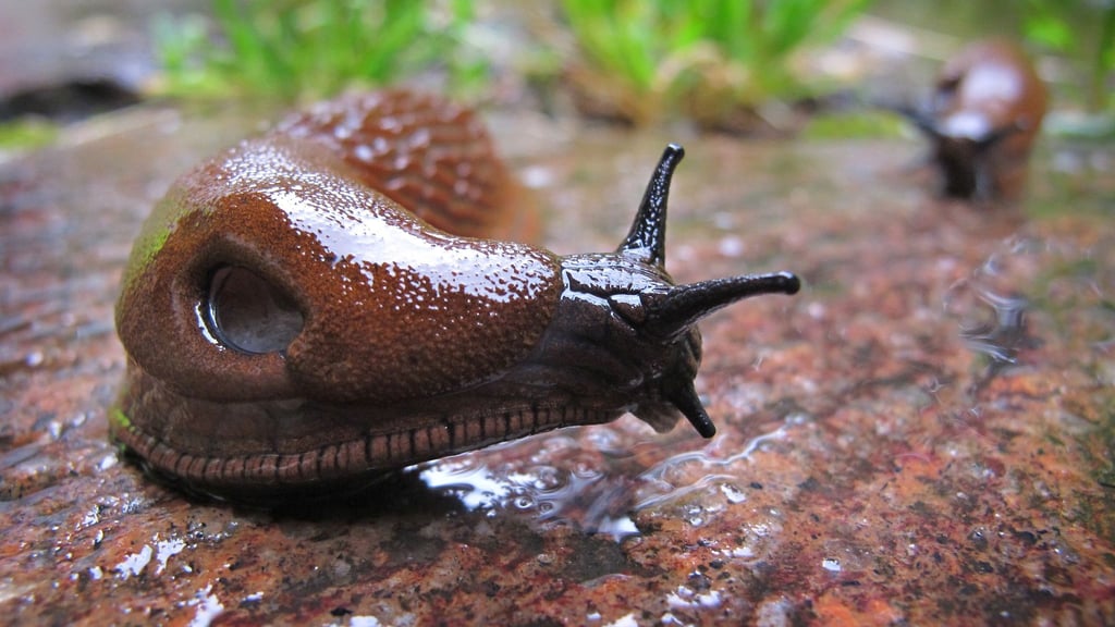 Die Spanische Wegschnecke liebt feuchtes Wetter und frisst so gut wie alles.