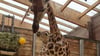 Mutter und Tochter auf Schnupperkurs: Giraffendame Tamika hat im Leipziger Zoo ein Junges zur Welt gebracht.