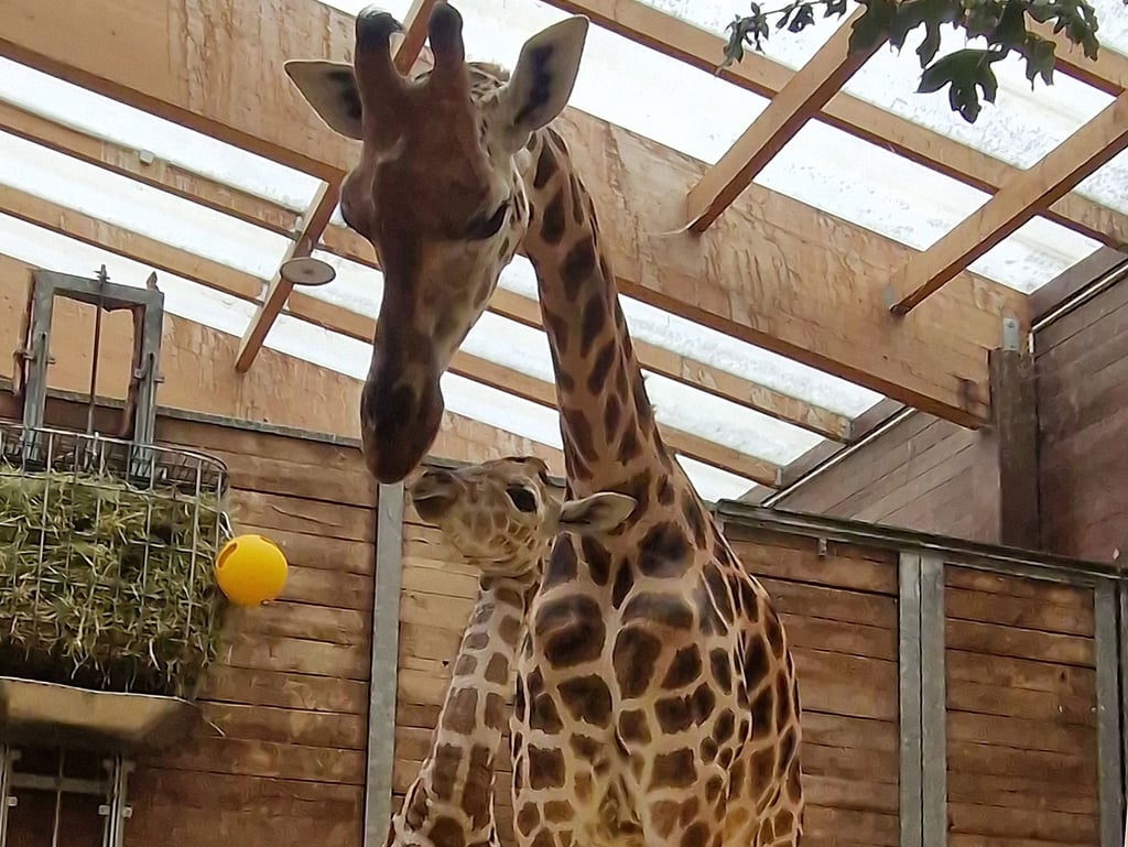 Mutter und Tochter auf Schnupperkurs: Giraffendame Tamika hat im Leipziger Zoo ein Junges zur Welt gebracht.
