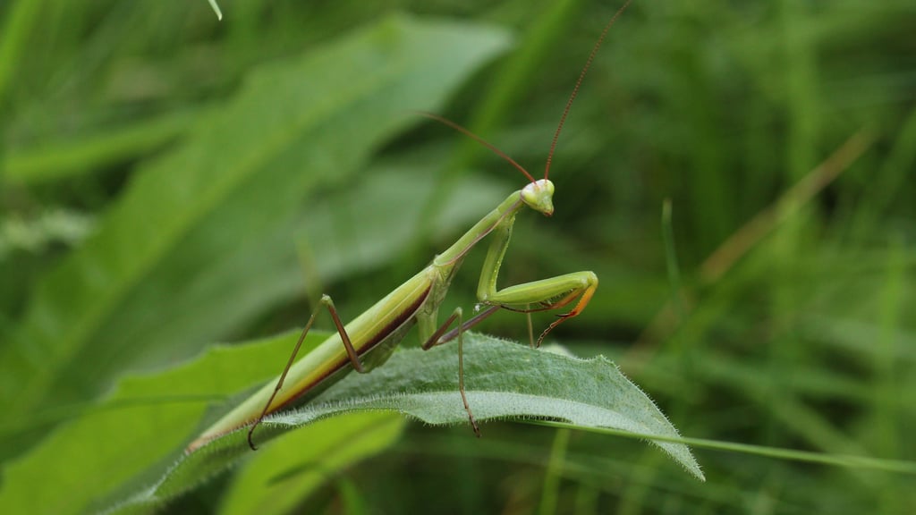 Ein Männchen der Gottesanbeterin sitzt im Gras.