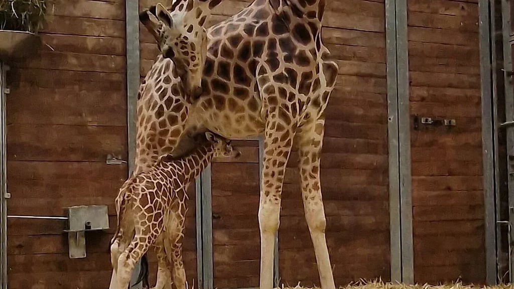 Mutter und Tochter auf Schnupperkurs: Giraffendame Tamika hat im Leipziger Zoo ein Junges zur Welt gebracht.