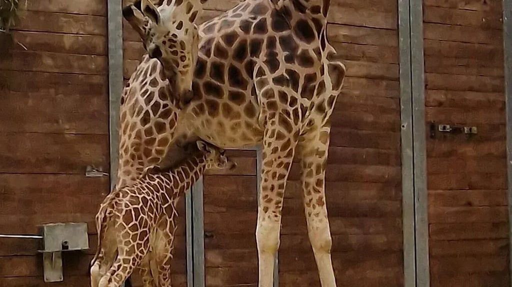 Mutter und Tochter auf Schnupperkurs: Giraffendame Tamika hat im Leipziger Zoo ein Junges zur Welt gebracht.