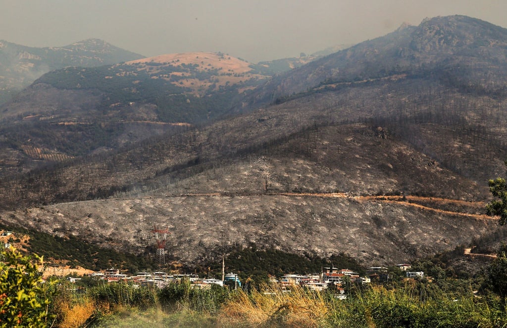 Blick auf verkohlte Bäume und verbranntes Land nach einem Waldbrand.