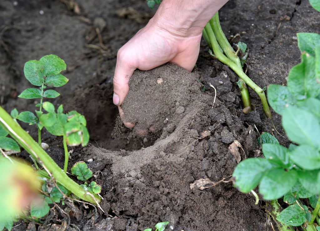 Am Donnerstag können Bodenproben aus dem heimischen Garten im Weißenfelser Rathaus abgegeben werden.