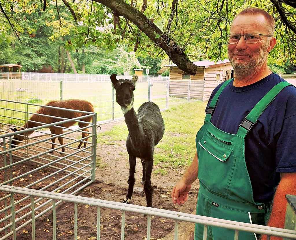 Tierparkleiter Jens-Olaf Schawe mit den beiden Lamas.