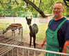 Tierparkleiter Jens-Olaf Schawe mit den beiden Lamas. 