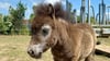 Das jüngste Pony im Bürger- und Miniaturenpark Wernigerode wurde Ende April geboren - und ist noch namenlos.