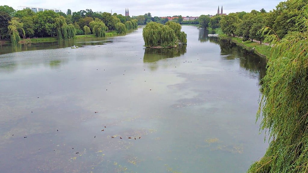 Im Stadtsee in Stendal befindet sich eine zu hohe Konzentration an Nährstoffen. Die Wasserlinse könnte diese rausfiltern.