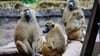 Das Pavian-Gehege ist überbelegt. Der Zoo will deshalb einige Tiere töten.