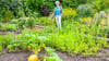 Jutta Hellmann baut in der Wanzleber Gartensparte „Springbrunnen“ auch Zucchini und Kürbisse an.