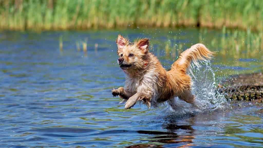 Baden in stehenden Gewässern kann bei Blaualgenbefall für Hunde lebensgefährlich sein.