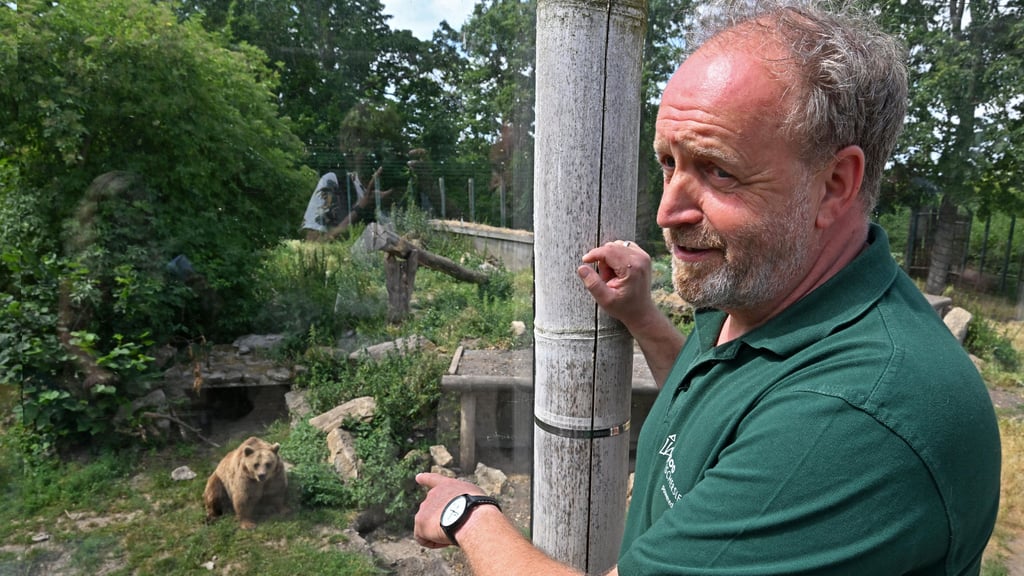 Die Bären und das Loch: Holger Zufelde zeigt auf das Gehege, in dem die Tiere gegraben haben. Er sieht es gelassen, man könne dagegen nichts machen.