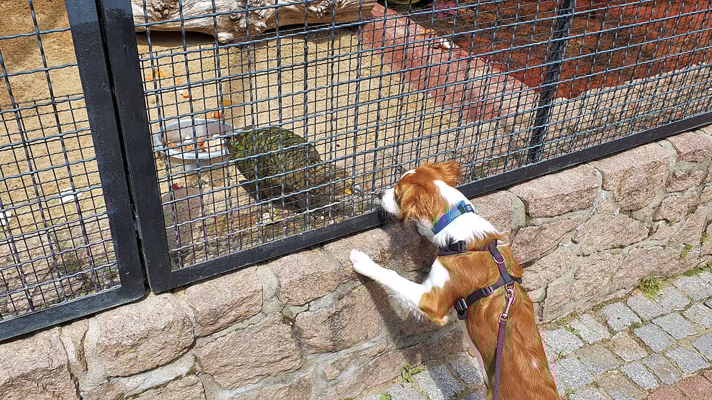 Hund Auri begleitet Zoomitarbeiterin Martina Paulsen immer bei der Arbeit und begrüßt dabei einige Tiere.